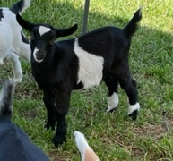 la mancha kid side view